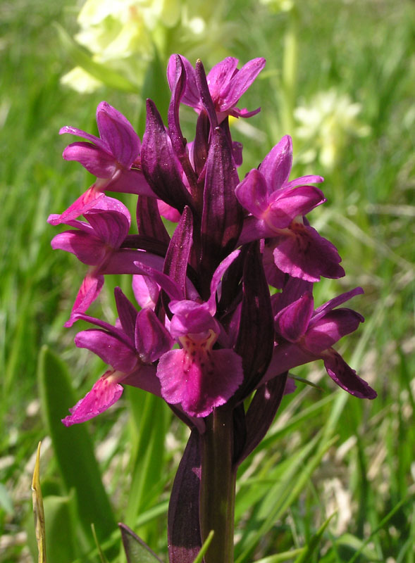 Dactylorhiza sambucina / Orchide sambucina